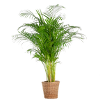 Areca Palm (dypsis) XL met mand Torun - 120cm - Ø24