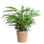 Calathea Rufibarba met Sofia mand naturel - 55cm - Ø17