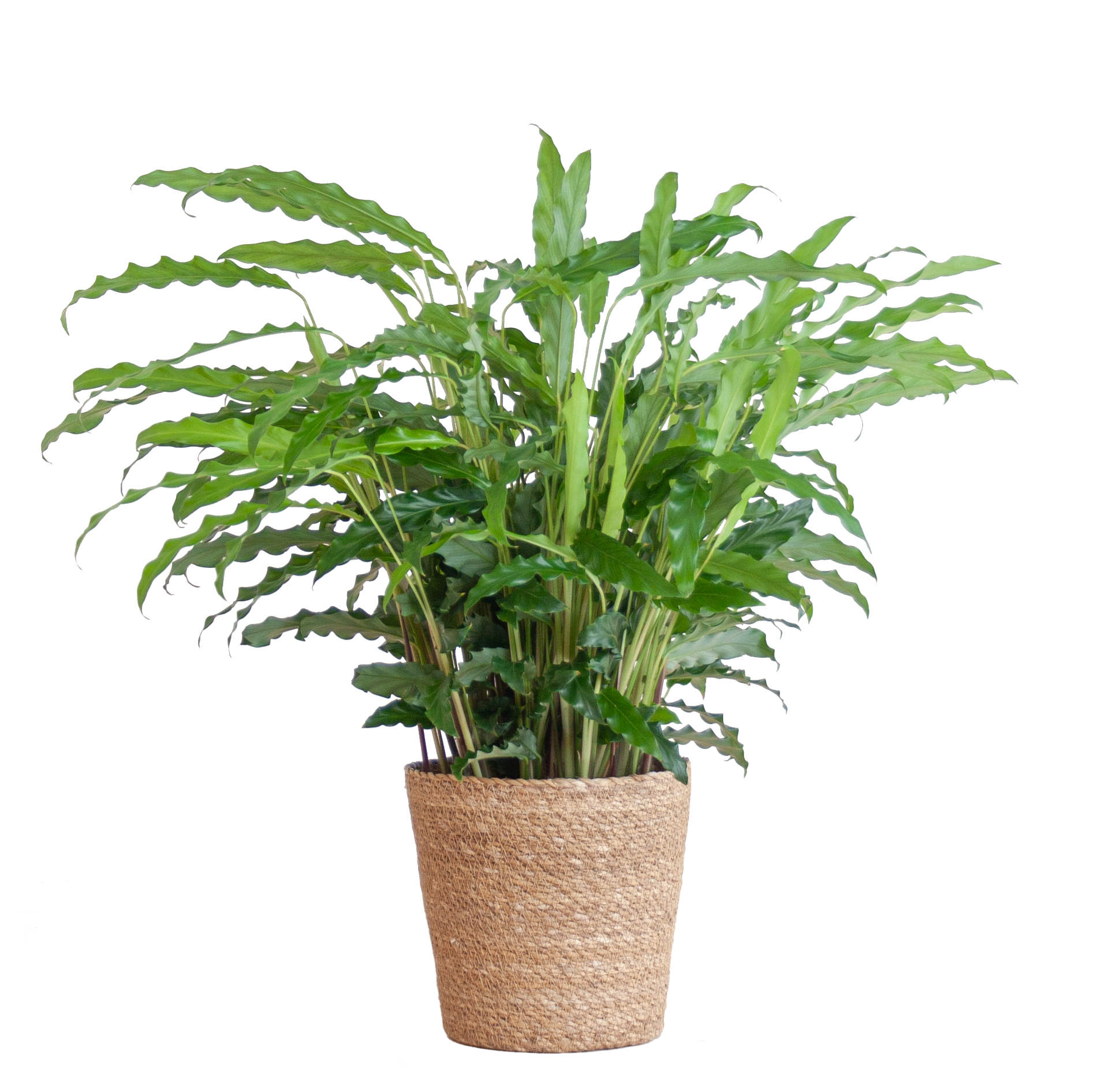 Calathea Rufibarba met Sofia mand naturel - 55cm - Ø17