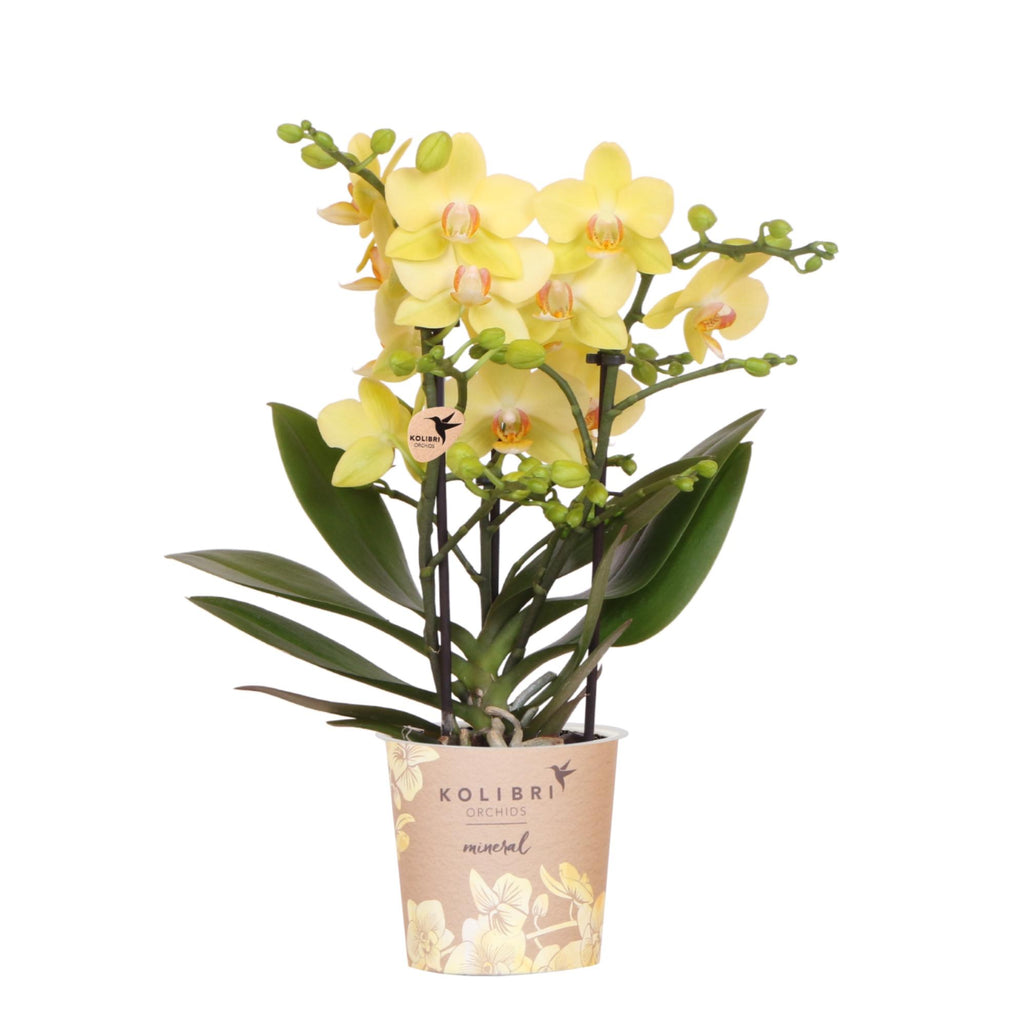 Orchidée colibri | Orchidée Phalaenopsis jaune - Albenga - Pot de Ø9cm | Plante d'intérieur fleurie - Fraîchement cueillie