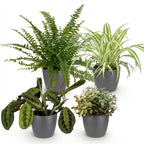 Green boutiQ - Kamerplant - Chlorophytum - Maranta - Calissia - Nephrolepsis - Mix van 4 - Huisdiervriendelijke Planten - Groen - 4 Planten - met Potter Grijs - Pot 12cm - Hoogte 25cm