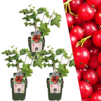 3 x Biologische Kruisbessenplanten - Ø 13 cm - ↨ 20 cm