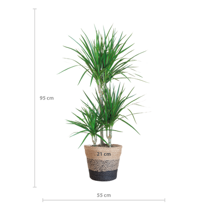 Dracaena Marginata mit Lisbon-Korb schwarz - 95cm - Ø21