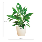 Spathiphyllum met Viber wit - 80cm - Ø21
