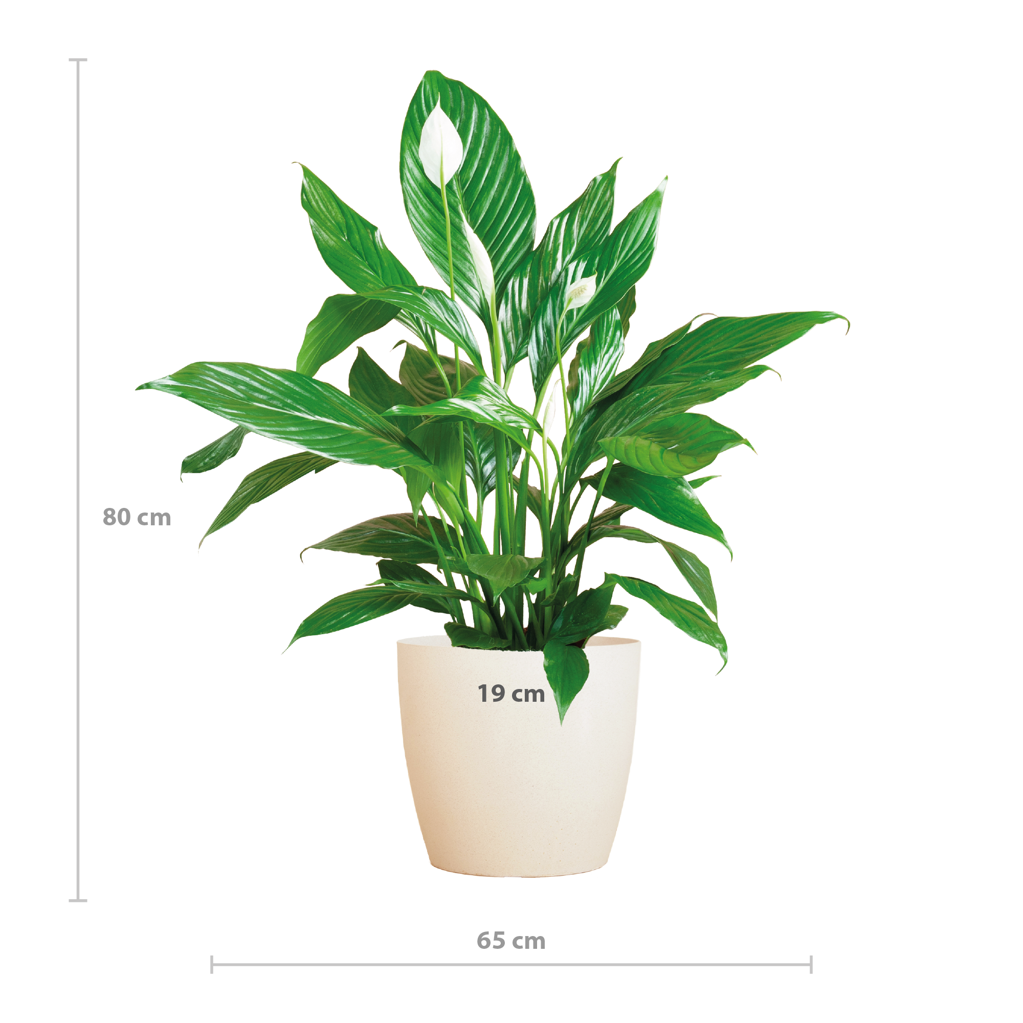 Spathiphyllum met Viber wit - 80cm - Ø21