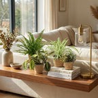 Green boutiQ - Kamerplant - Chlorophytum - Maranta - Calissia - Nephrolepsis - Mix van 4 - Huisdiervriendelijke Planten - Groen - 4 Planten - met Mand - Pot 12cm - Hoogte 25cm