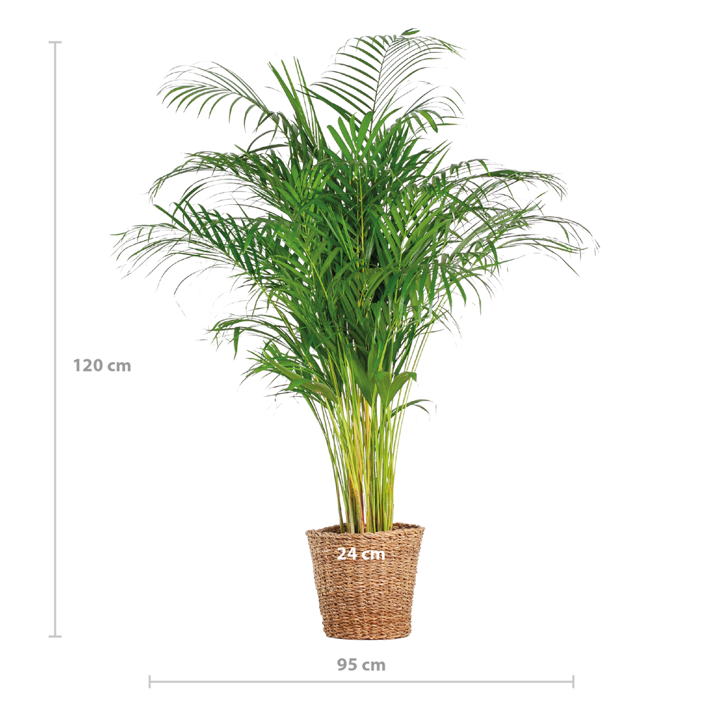 Areca Palm (dypsis) XL met mand Torun - 120cm - Ø24