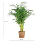 Areca Palm (dypsis) XL met mand Torun - 120cm - Ø24