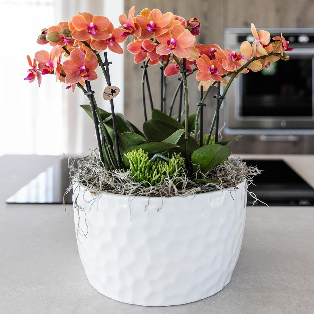 Kolibri Orchids | oranje plantenset in Honey dish incl. waterreservoir | drie oranje orchideeën Bolzano 9cm en drie groene planten | Jungle Bouquet oranje met zelfvoorzienend waterreservoir
