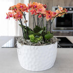 Kolibri Orchids | oranje plantenset in Honey dish incl. waterreservoir | drie oranje orchideeën Bolzano 9cm en drie groene planten | Jungle Bouquet oranje met zelfvoorzienend waterreservoir