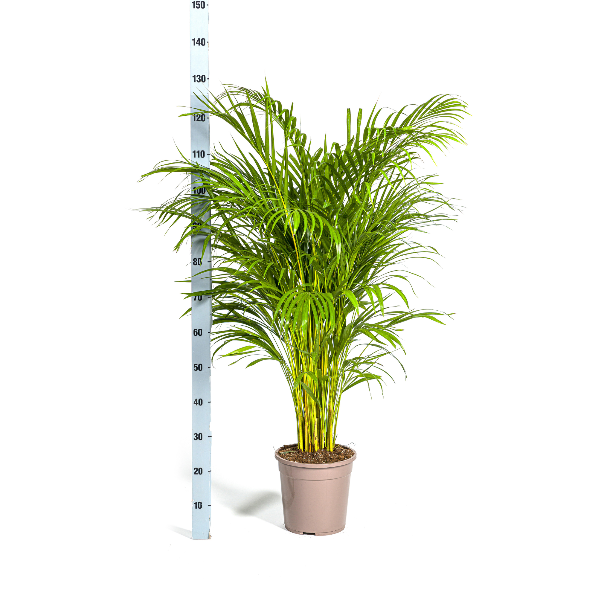 Dypsis Areca Lutescens met mand Ø24cm - ↕120 - 140cm