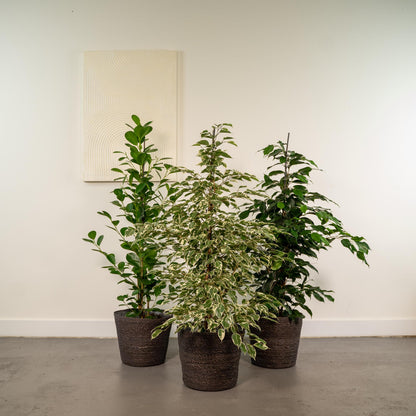 Ficus Benjamina Danielle – Ø21 cm – ↕95 cm + Ficus Benjamina Twilight – Ø21 cm – ↕95 cm + Ficus Microcarpa Moclame – Ø21 cm – ↕95 cm