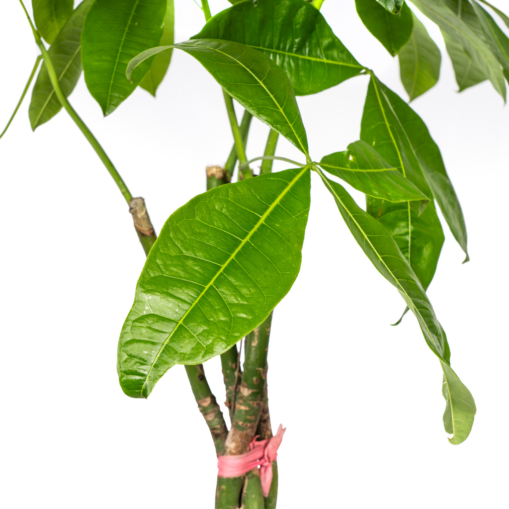 Pachira Aquatica met mand Ø24cm - ↕120 - 140cm