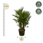 Chamaerops Humilis multi stam - 160 - 180 cm - Ø45cm