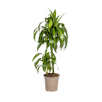 Dracaena Deremensis Hawaiian Sunshine Ø19cm - ↕70 - 90cm