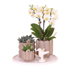 Orchidées Kolibri | Coffret cadeau Slow Living | Plantes vertes avec orchidée Phalaenopsis blanche Lausanne dans des pots décoratifs en céramique beige sur un plateau blanc