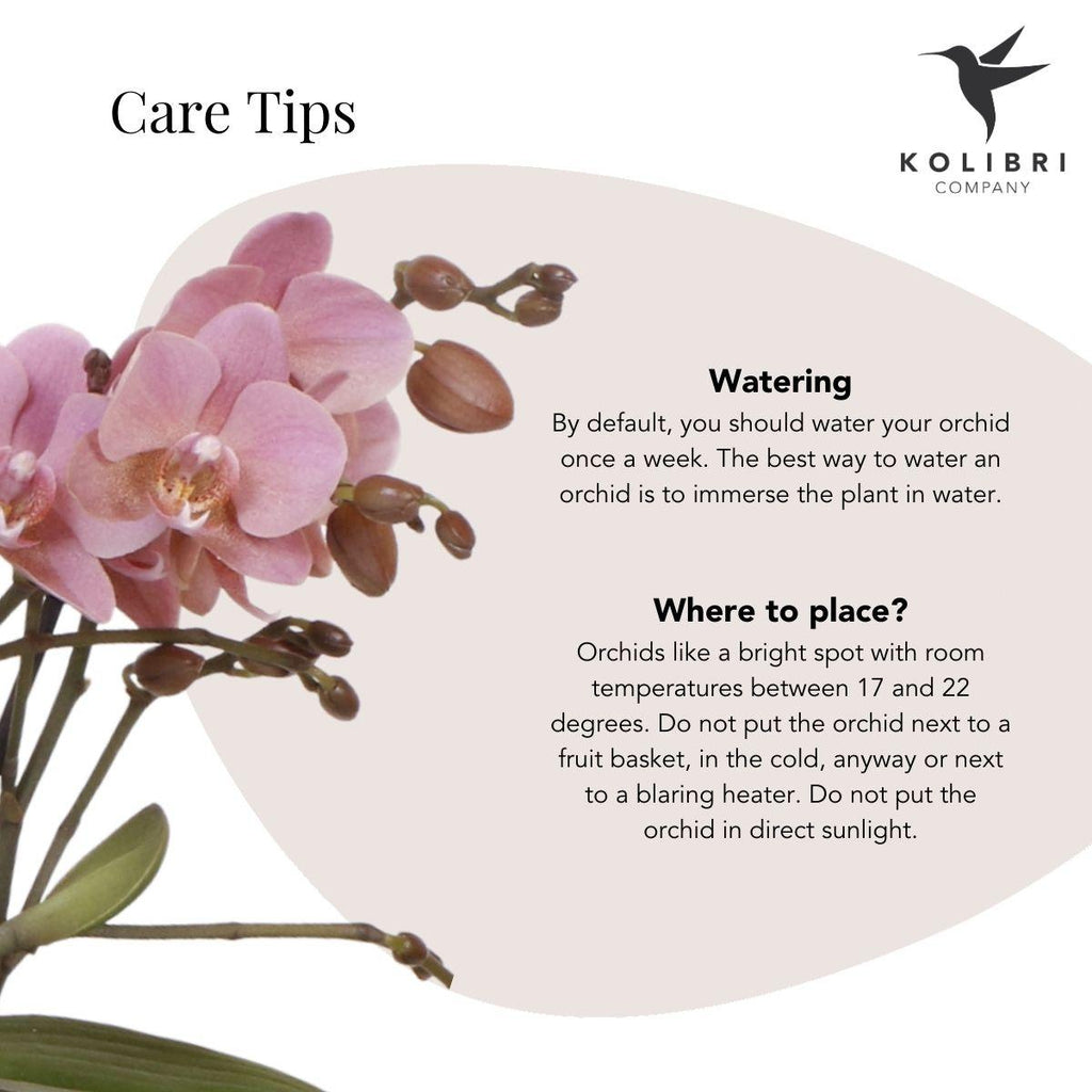 Kolibri Orchids | oudroze Phalaenopsis orchidee - Jewel Treviso - potmaat Ø9cm | bloeiende kamerplant - vers van de kweker