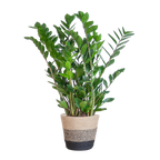 Zamioculcas Zamiifolia met Mand Lissabon zwart - 80cm - Ø21