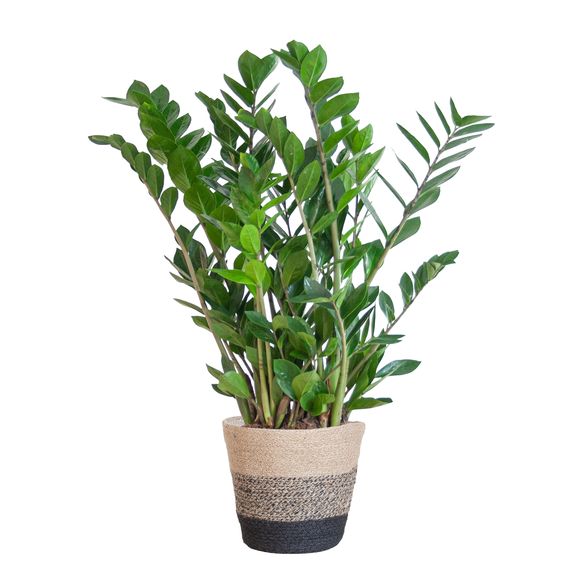 Zamioculcas Zamiifolia met Mand Lissabon zwart - 80cm - Ø21