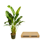 Strelitzia Augusta multi stam XXL - 250 cm - ø30-40