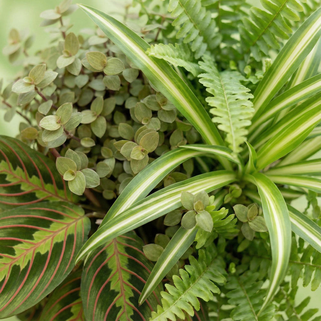 Green boutiQ - Kamerplant - Chlorophytum - Maranta - Calissia - Nephrolepsis - Mix van 4 - Huisdiervriendelijke Planten - Groen - 4 Planten - met Mand - Pot 12cm - Hoogte 25cm