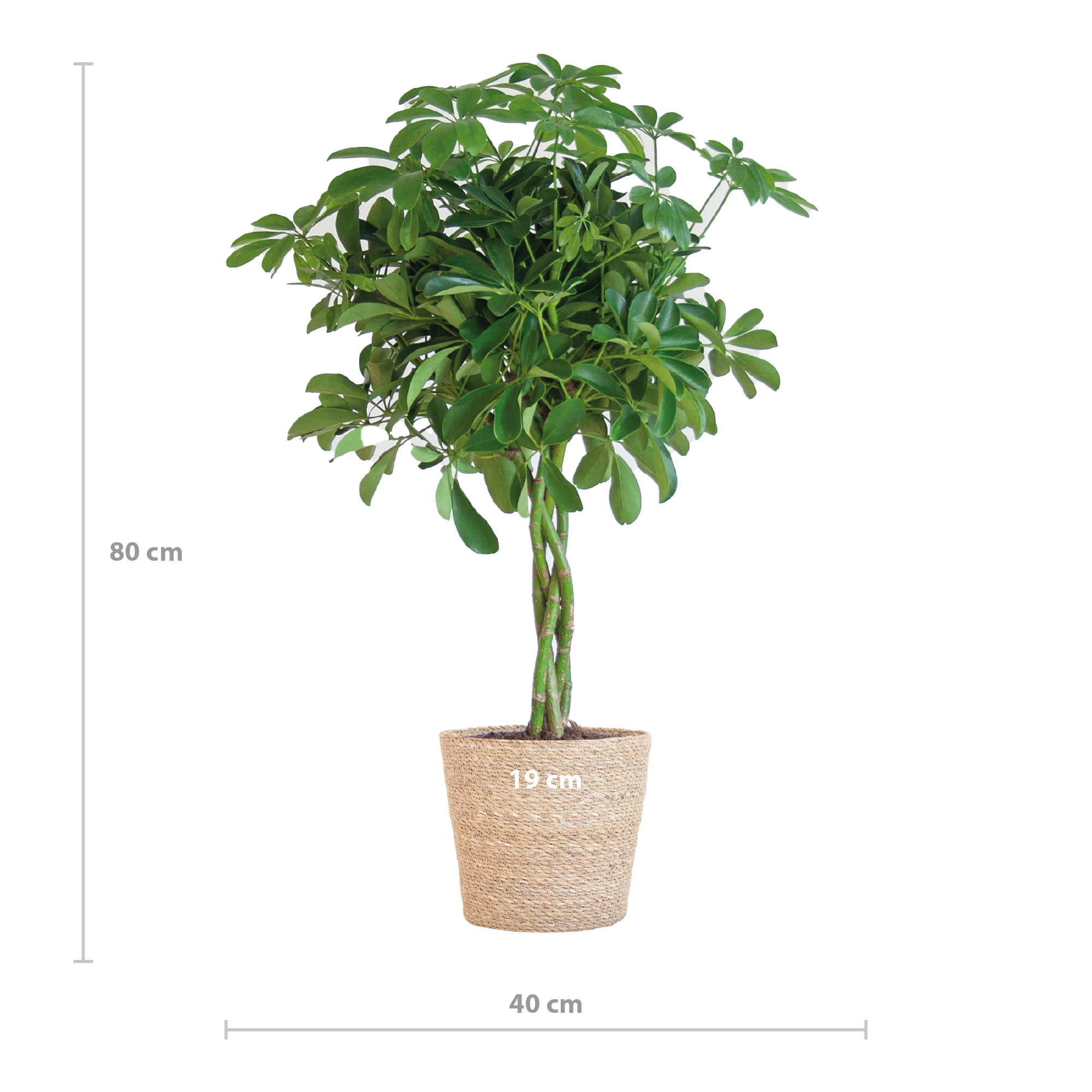 Schefflera Arab Nora met Mand Sofia naturel  - 70cm - Ø21