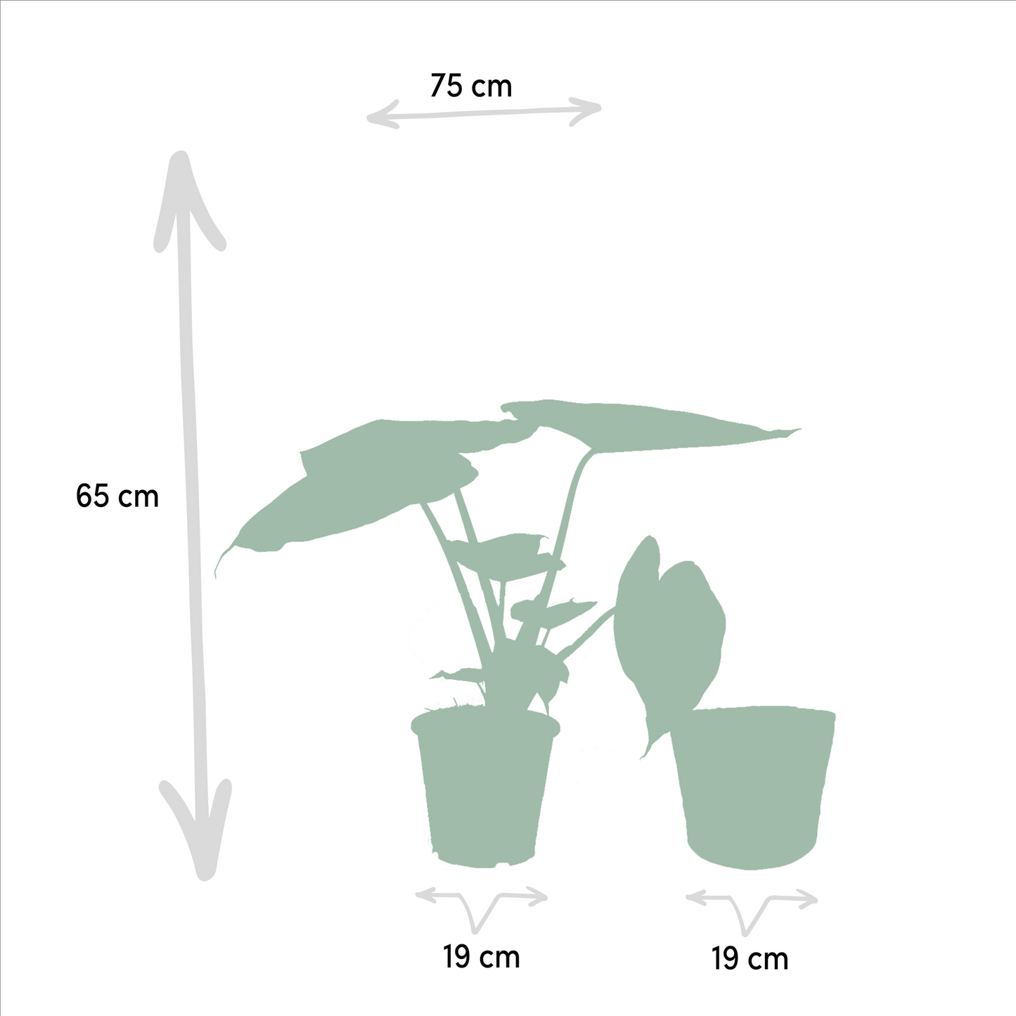 Alocasia Cucullata - Ø19cm - ↕60cm + Alocasia Wentii - Ø19cm - ↕60cm + Korb Selin
