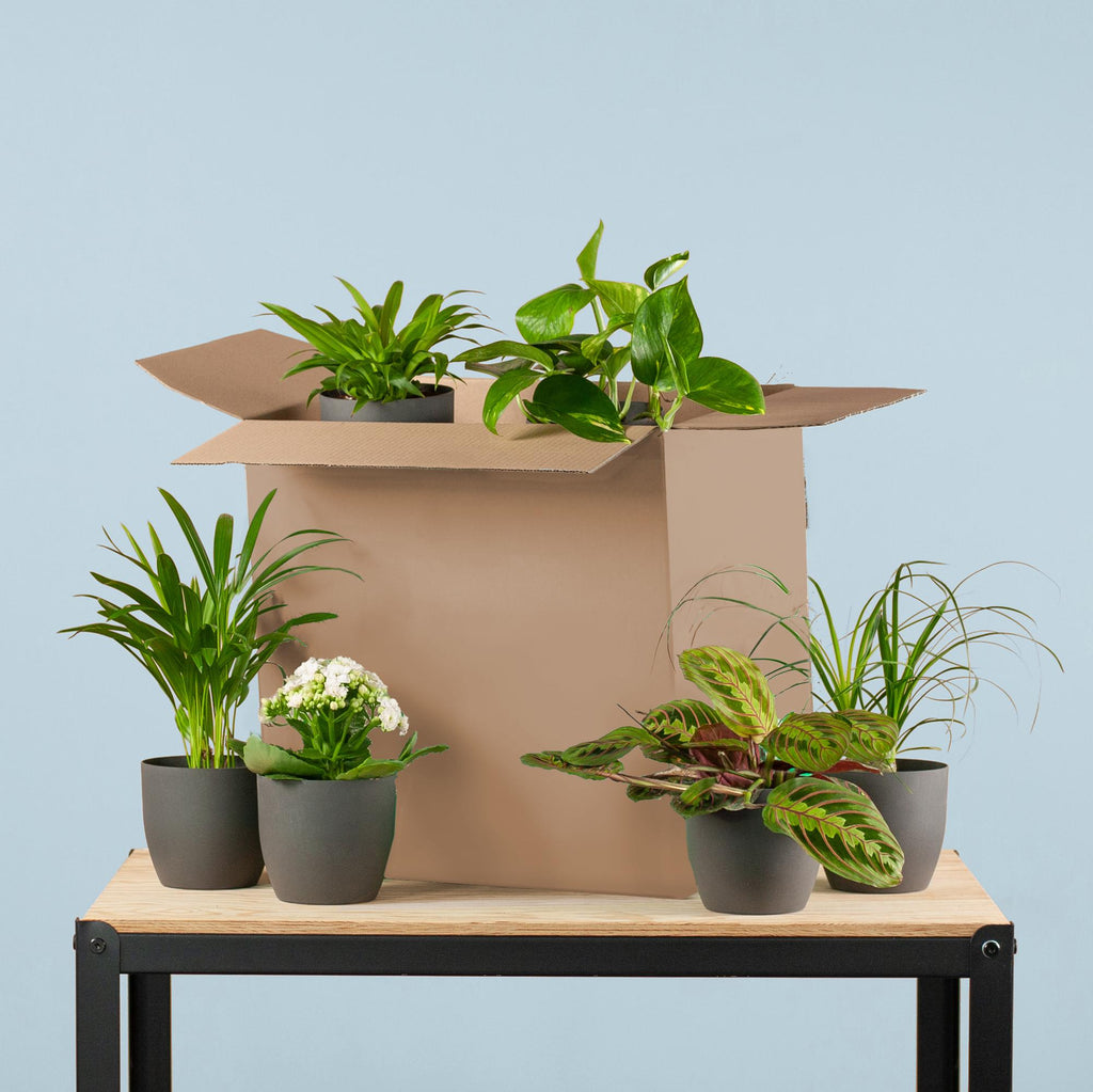 Groene Kneusjesbox (6 stuks) - incl. 6 x pot Viber zwart