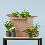 Groene Kneusjesbox (6 stuks) - incl. 6 x pot Viber zwart