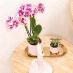 Orchidées Kolibri | Orchidée phalaenopsis rose-violette, pot de Ø9 cm | Salvador | Plante d'intérieur fleurie - fraîchement cueillie