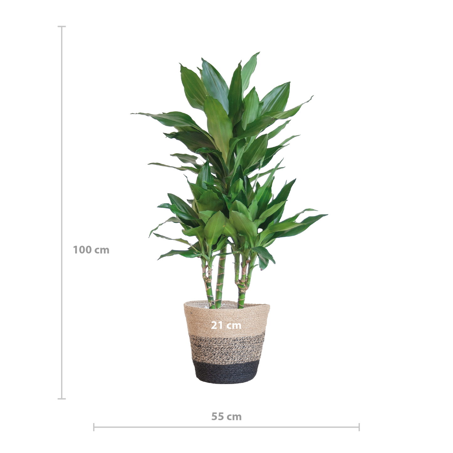 Dracaena  Janet Lindt met Mand Lissabon zwart - 95cm - Ø21