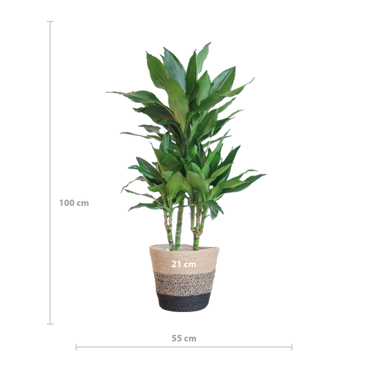 Dracaena  Janet Lindt met Mand Lissabon zwart - 95cm - Ø21