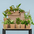 Groene Kneusjesbox (12 stuks) - incl. 12 x mand Sofia