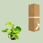 Epipremnum Marble Queen - Scindapsus - Ø15cm - ↕25cm - Ø12 - ↨15cm
