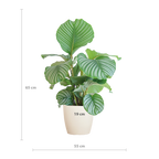 Calathea Orbifolia met Viber wit - 65cm - Ø21