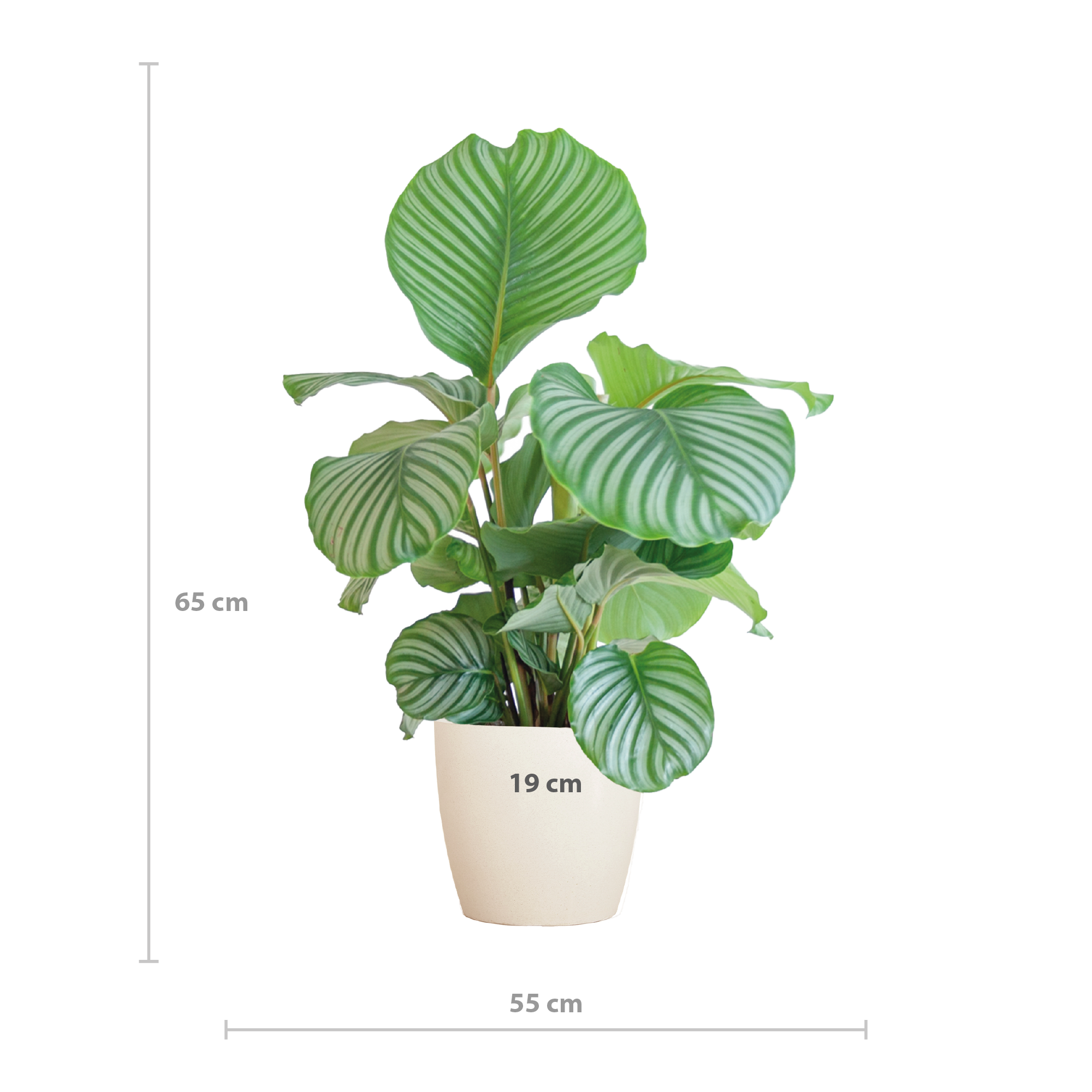 Calathea Orbifolia met Viber wit - 65cm - Ø21