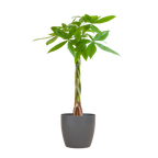 Pachira Aquatica met Viber grijs - 80cm - Ø21