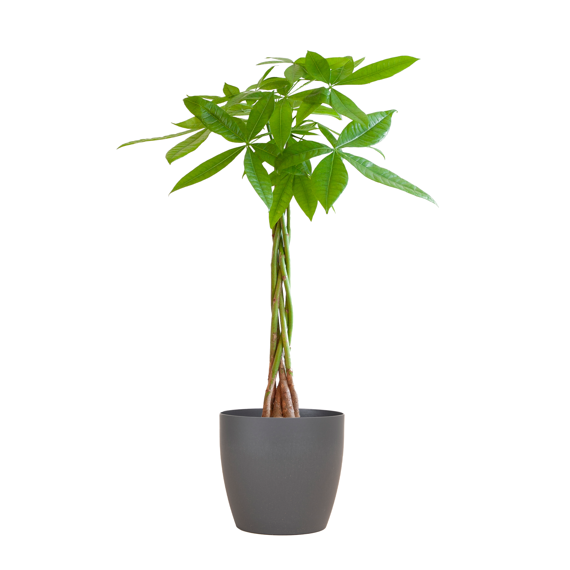 Pachira Aquatica met Viber grijs - 80cm - Ø21