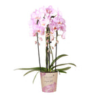 Kolibri Orchids | roze Phalaenopsis orchidee - Niagara Fall  - potmaat Ø12cm | bloeiende kamerplant - vers van de kweker
