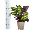 Calathea Roseopicta Ø17cm - ↕40 - 50cm
