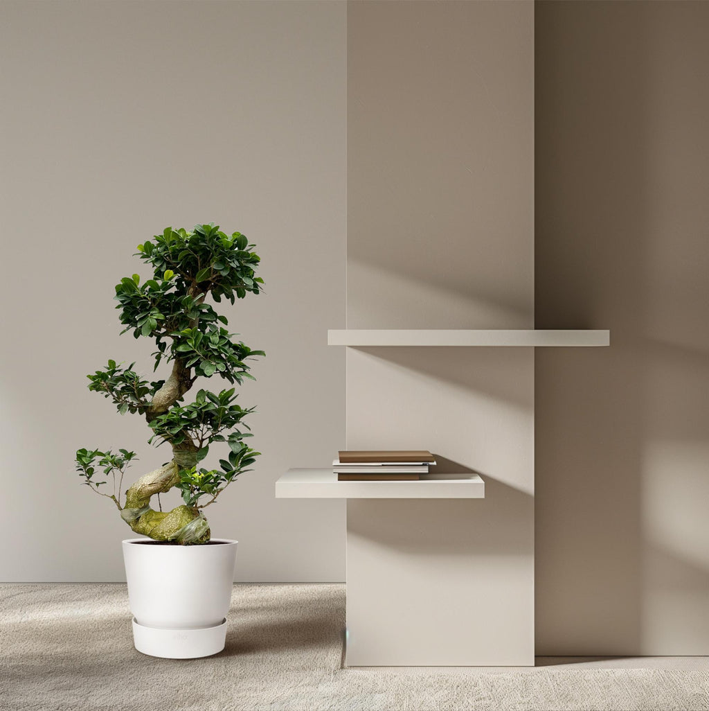 Ficus Microcarpa Ginseng - 80 cm - Ø23cm