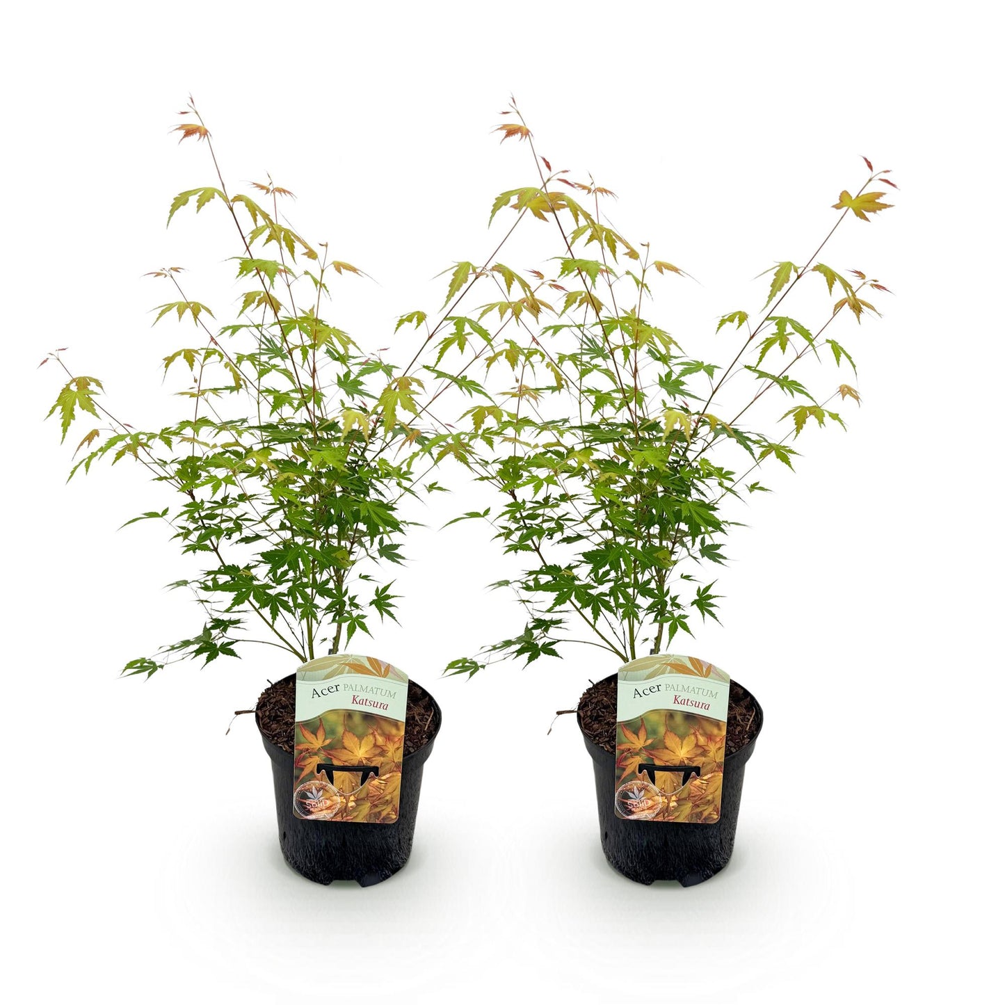 Green boutiQ - Terrasplant - Japanse Esdoorn - Acer palmatum Katsura - Oranje - 2 Planten - Bladverliezend - Pot 19cm Hoogte 70cm