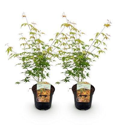 Green boutiQ - Terrasplant - Japanse Esdoorn - Acer palmatum Katsura - Oranje - 2 Planten - Bladverliezend - Pot 19cm Hoogte 70cm