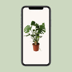 Monstera Deliciosa P21 - Ø21cm - ↕60cm