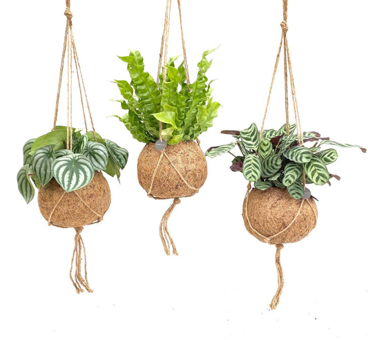 Kokodama Dschungel Mix - 3 Stück - Ø17cm - ↕28cm