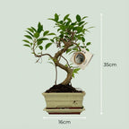 Bonsai S vorm Boom - Ø 15 cm - Hoogte: 30-35 cm (mix keramiek)