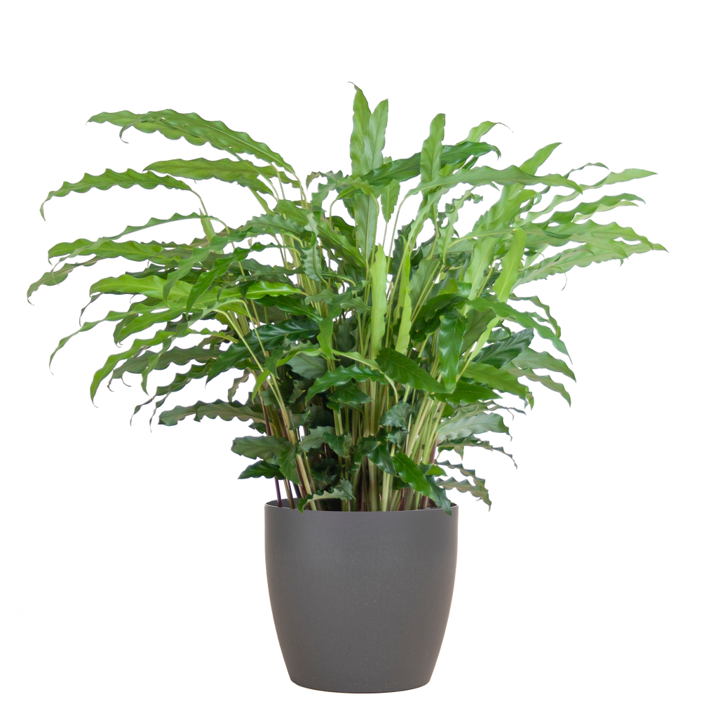 Calathea Rufibarba met Viber grijs - 55cm - Ø17