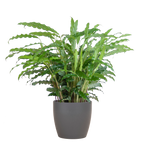 Calathea Rufibarba met Viber grijs - 55cm - Ø17