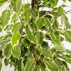 Ficus benjamina Goldenking - Ø21cm - ↕95cm + Pot Mayk Lead
