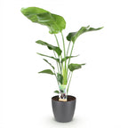 Green BoutiQ - Kamerplanten - Strelitzia Nicolai - Paradijsvogelbloem - Weinig onderhoud - Groen - 1 Plant - met Potter Grijs - Pot 21cm - Hoogte 110-120cm
